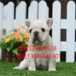 长春哪里卖法国斗牛犬多少钱 纯种斗牛犬法国斗牛犬出售 长春宠物交易