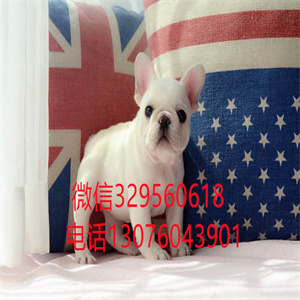 天津出售纯种斗牛犬 奶油色法国斗牛犬  黑色法斗 黑白色法斗  短体斗牛