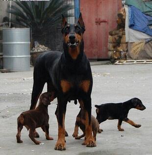 东川卖杜宾东川买杜宾东川狗场出售纯种杜宾