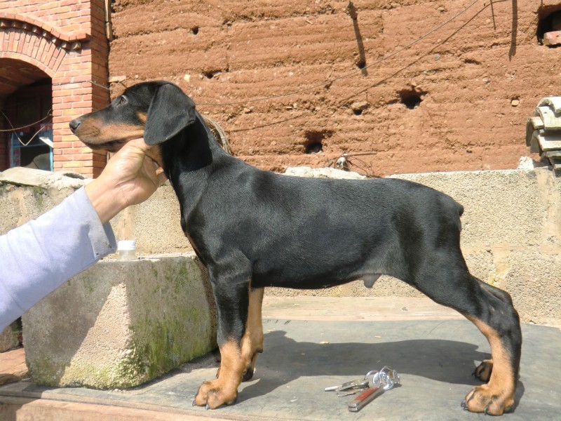 云南哪里买狗好 云南哪里有养殖场云南纯种杜