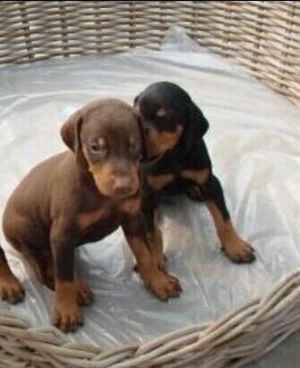 大理买杜宾 云南狗场出售纯种杜宾犬欢迎联系