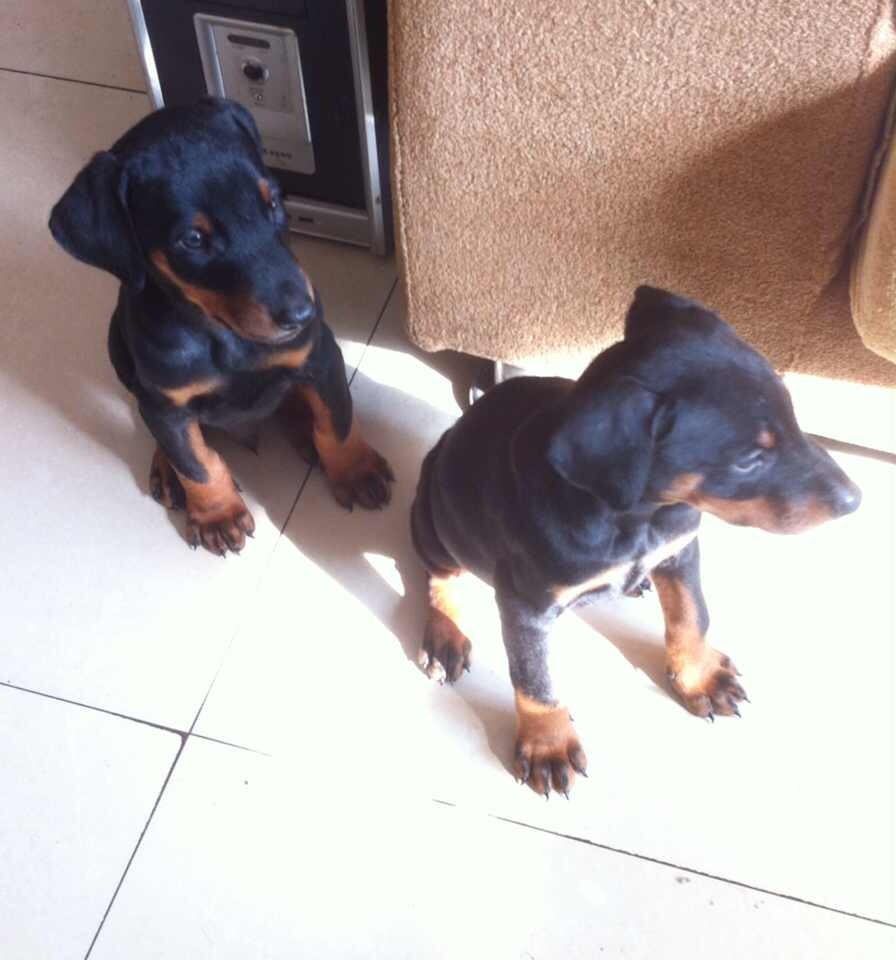 红河州买杜宾犬 云南狗场专业繁殖出售纯种杜