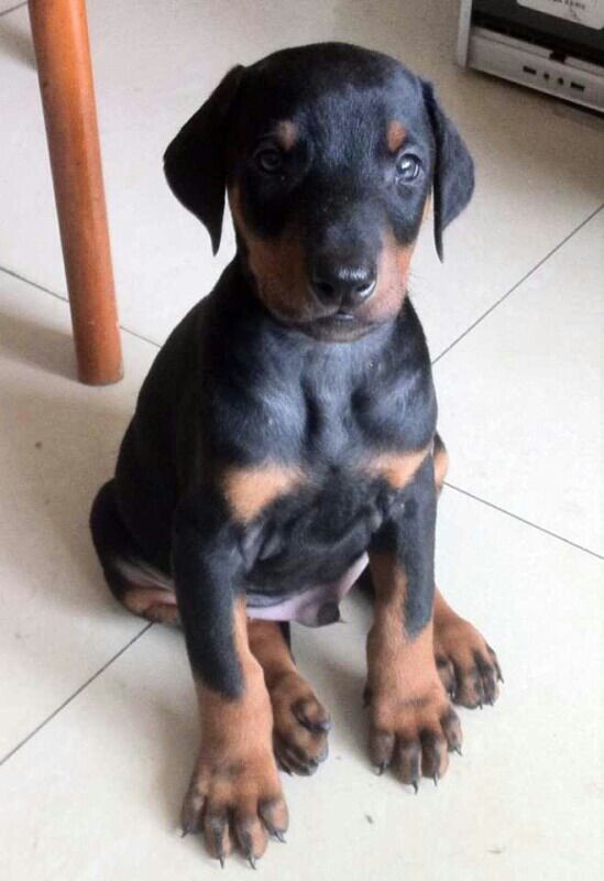 云南怒江买杜宾 本地狗场常年出售杜宾幼犬