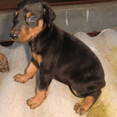 思茅买杜宾小狗 云南狗场出售纯种杜宾欢迎选