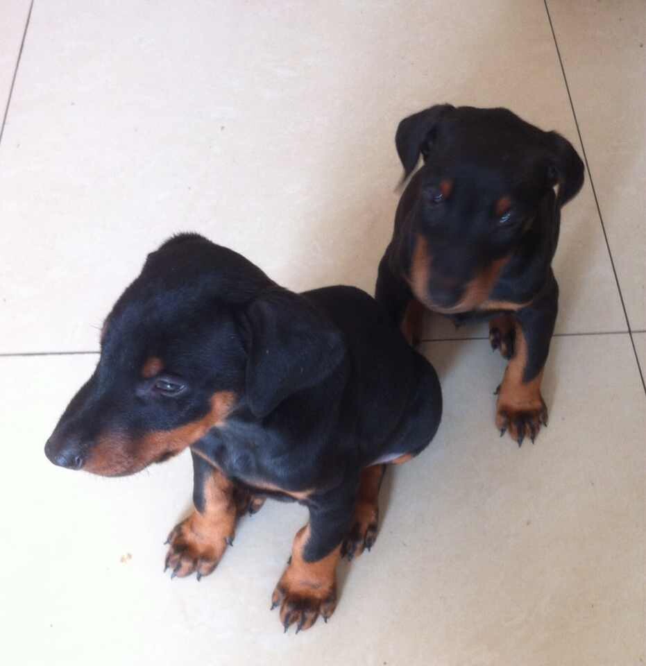 玉溪买杜宾犬 云南狗场出售漂亮小杜宾欢迎选