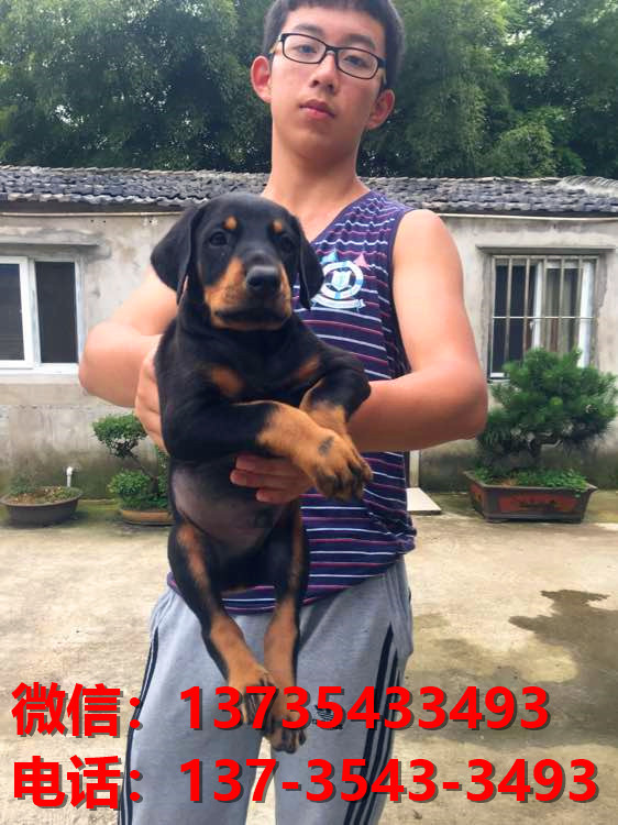 重庆宠物狗狗犬舍出售纯种杜宾犬大型犬哪里有狗市场卖狗地方在哪买狗