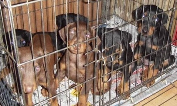 蒙自哪里买卖纯种杜宾犬蒙自狗场出售杜宾幼犬