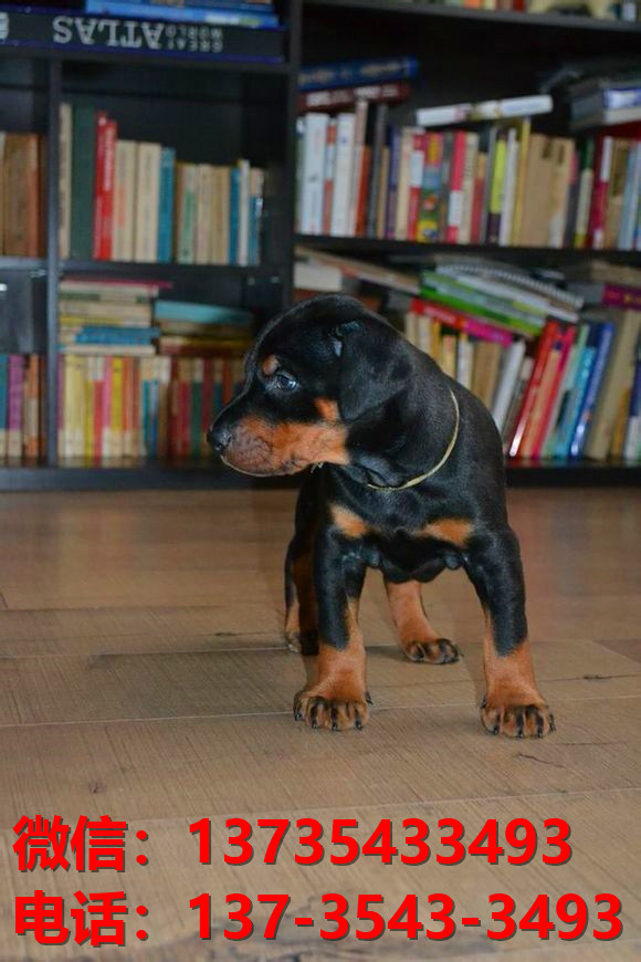 毕节宠物狗狗犬舍出售纯种杜宾犬大型犬哪里有狗市场卖狗地方在哪买狗