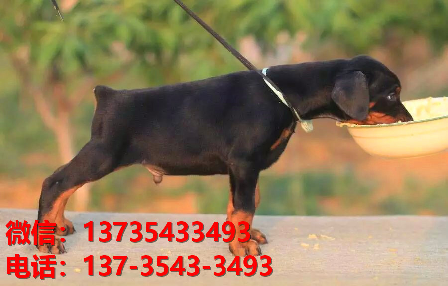 北海宠物狗狗犬舍出售纯种杜宾犬大型犬哪里有