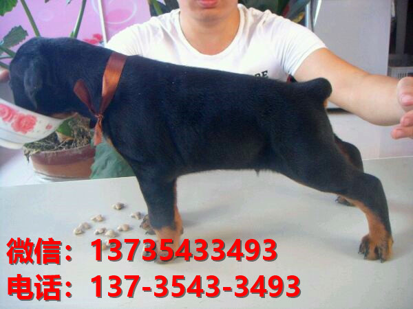 秦皇岛宠物狗狗犬舍出售纯种杜宾犬大型犬哪里有狗市场卖狗地方在哪买狗