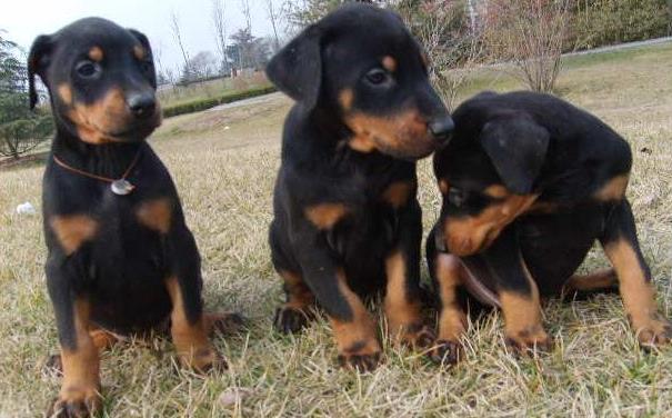 昆明哪里卖高品质杜宾犬 昆明哪里有大型养犬