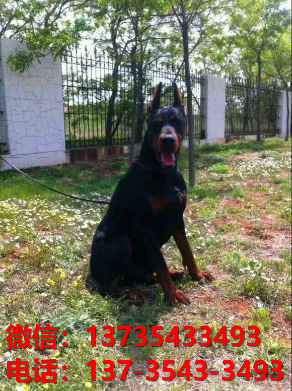 岳阳宠物狗狗犬舍出售纯种杜宾犬大型犬哪里有狗市场卖狗地方在哪买狗