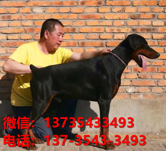 岳阳宠物狗狗犬舍出售纯种杜宾犬大型犬哪里有