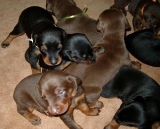 宜良哪里卖纯种杜宾犬 宜良哪里买狗好 纯种杜