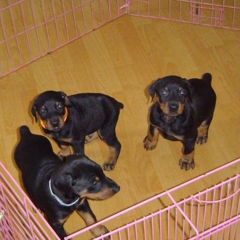 昆明西山区狗场在哪 昆明西山区大型养犬场出