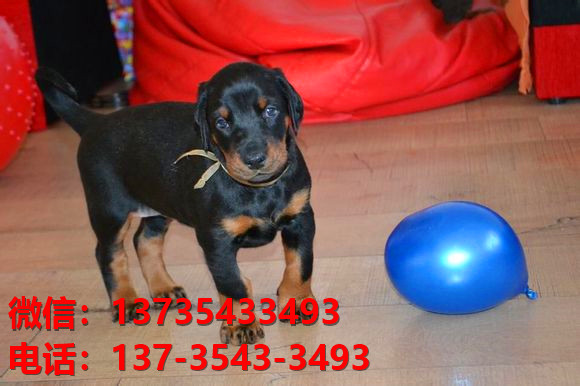 咸阳宠物狗狗犬舍出售纯种杜宾犬大型犬哪里有
