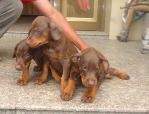 南宁买杜宾犬 犬场纯种杜宾幼犬出售
