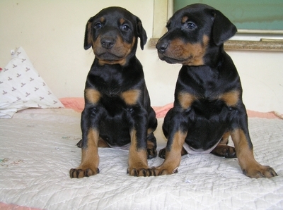 石林县哪里买杜宾 昆明本地狗场出售杜宾犬欢