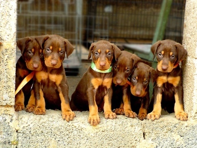 云南买杜宾 昆明卖杜宾 狗场出售杜宾幼犬