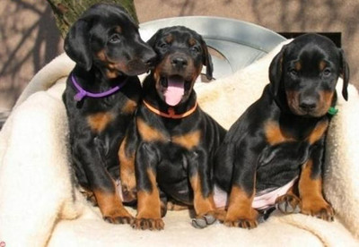 云南哪里买杜宾好 云南名犬基地出售漂亮小杜