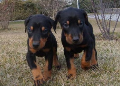 郑州买纯种杜宾 养犬基地出售精品小杜宾犬