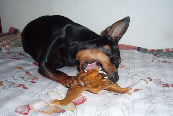 楚雄姚安哪里有杜宾犬卖狗场常年卖纯种杜宾犬