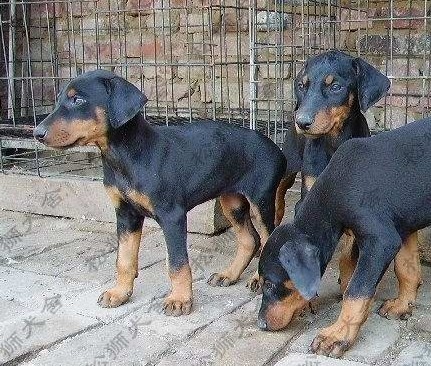 楚雄买杜宾 云南狗场专业繁殖出售小杜宾