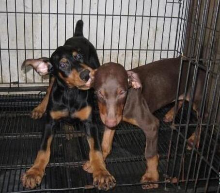 楚雄牟定附近狗场常年卖纯种杜宾犬