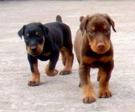 自贡哪里买杜宾犬 自贡买狗到哪里买