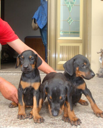 云南景洪哪里买卖杜宾幼犬版纳出售纯种杜宾小