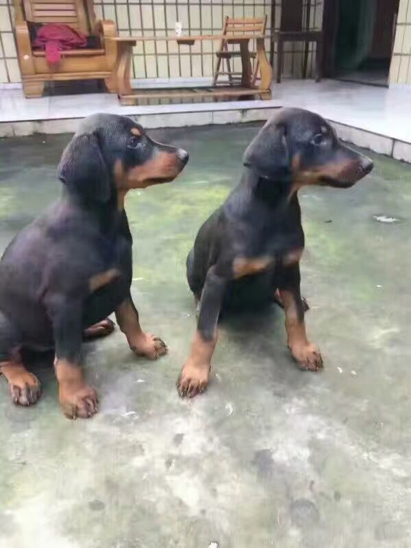 红河河口哪里买卖纯种杜宾小狗河口县出售杜宾