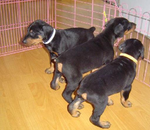 云南景洪哪里买卖杜宾小狗版纳出售杜宾幼犬包