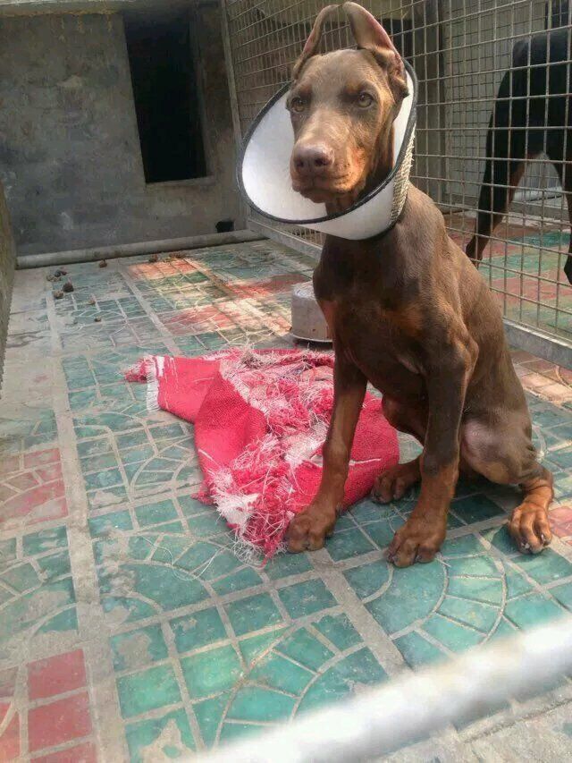 云南河口哪里买卖杜宾幼犬河口县出售纯种杜宾