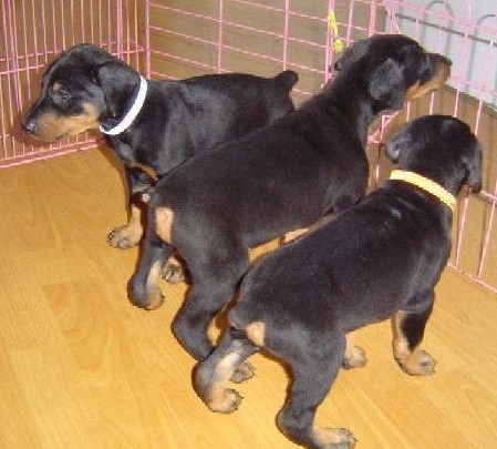 昭通哪里买杜宾犬 云南狗场买杜宾犬