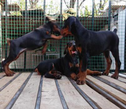 曲靖卖杜宾曲靖狗场常年出售纯种杜宾