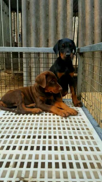 自贡卖杜宾自贡犬舍长期出售纯种杜宾