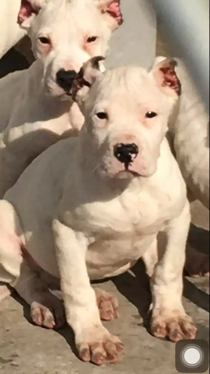 昆明杜高幼犬出售昆明杜高小狗价格昆明纯种杜