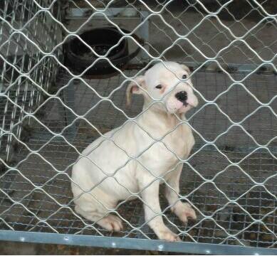 楚雄哪里买卖纯种杜高犬楚雄狗场出售杜高幼犬