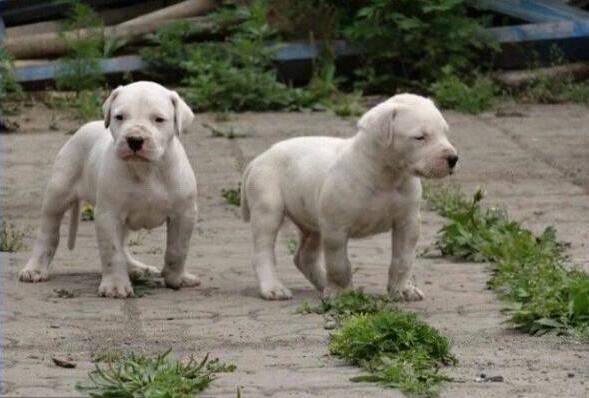 德宏地区哪里买卖杜高犬小狗芒市本地出售杜高