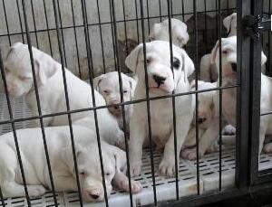 楚雄双柏卖杜高犬双柏本地狗场常年卖杜高犬