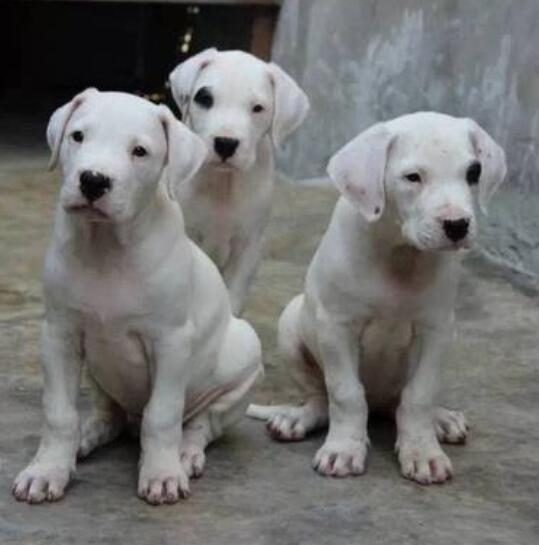 云南本地杜高犬多少钱一条狗场杜高幼犬专卖包品质