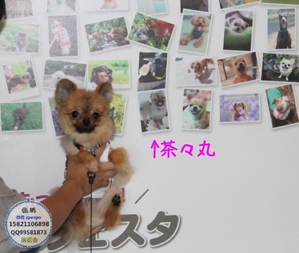 淘气狗狗2020日本宠物展