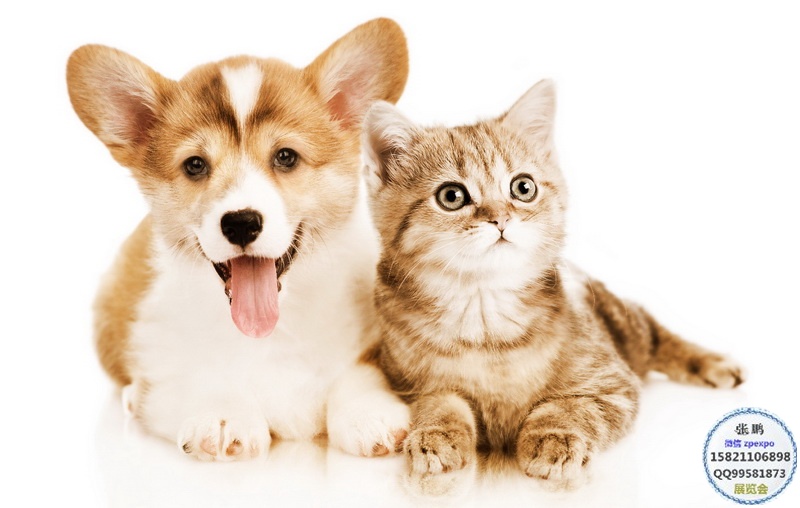 淘气狗狗2020日本宠物展