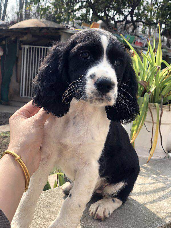 合肥哪里有宠物宠物拖运的？