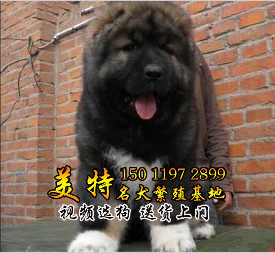 广州现在纯种高加索一只多少钱 美特犬舍售后