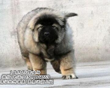 广州高加索多少一只 广州高加索价格