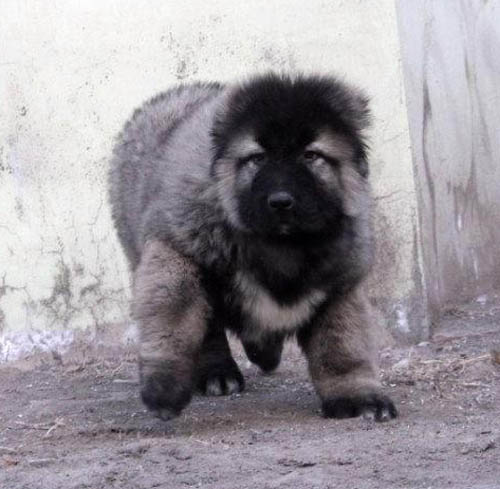 广州能不能养高加索 广州买高加索去哪里好 高加索多少钱