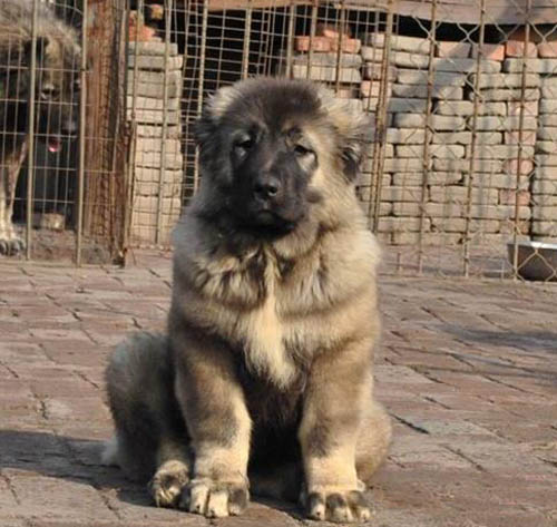 广州高加索 广州哪有卖高加索 高加索难不难养