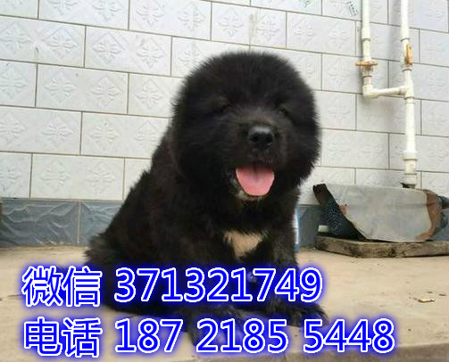 巨型犬高加索犬狗狗，超大骨架，杭州特价宠物狗狗