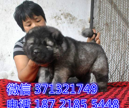 巨型犬高加索犬狗狗，超大骨架，杭州特价宠物狗狗
